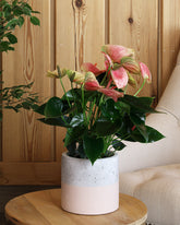 انتوريوم وردي